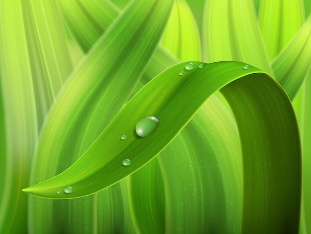 Vector una gota de agua sobre un tallo de hierba fondo de vector de naturaleza