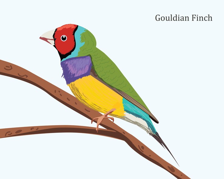 Vector gouldian finch perched on a branch