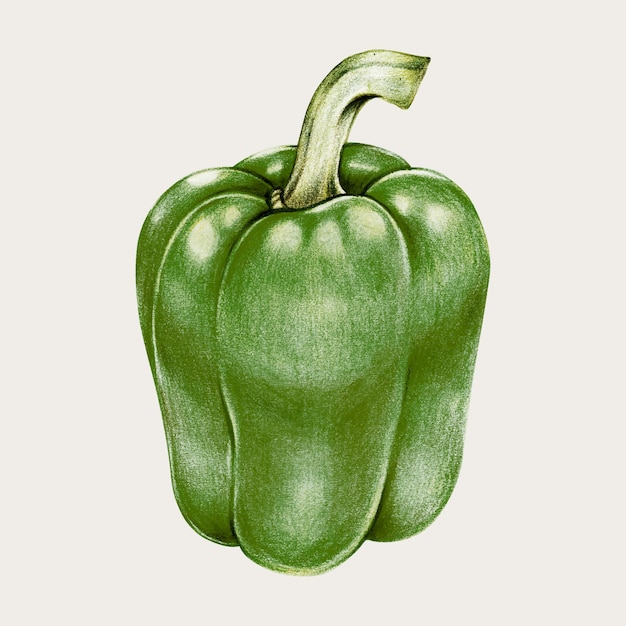 Gr pimiento vintage vector dibujado a mano