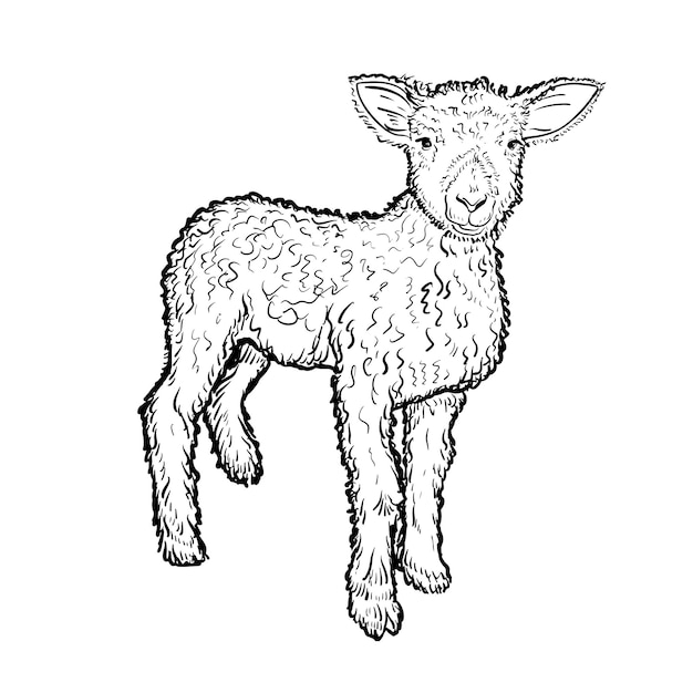 El grabado en blanco y negro aisló a las ovejas jóvenes de carnero de cordero. ilustración vectorial