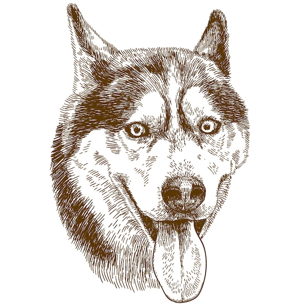 Grabado dibujo ilustración de cabeza de perro husky