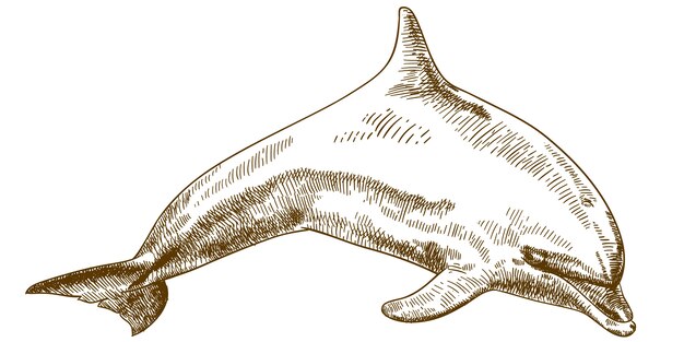 Grabado dibujo ilustración de delfines saltando