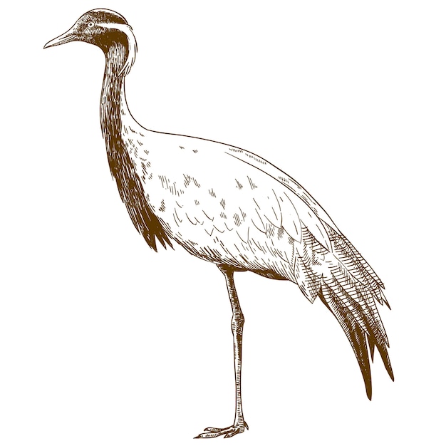 Grabado dibujo ilustración de demoiselle crane