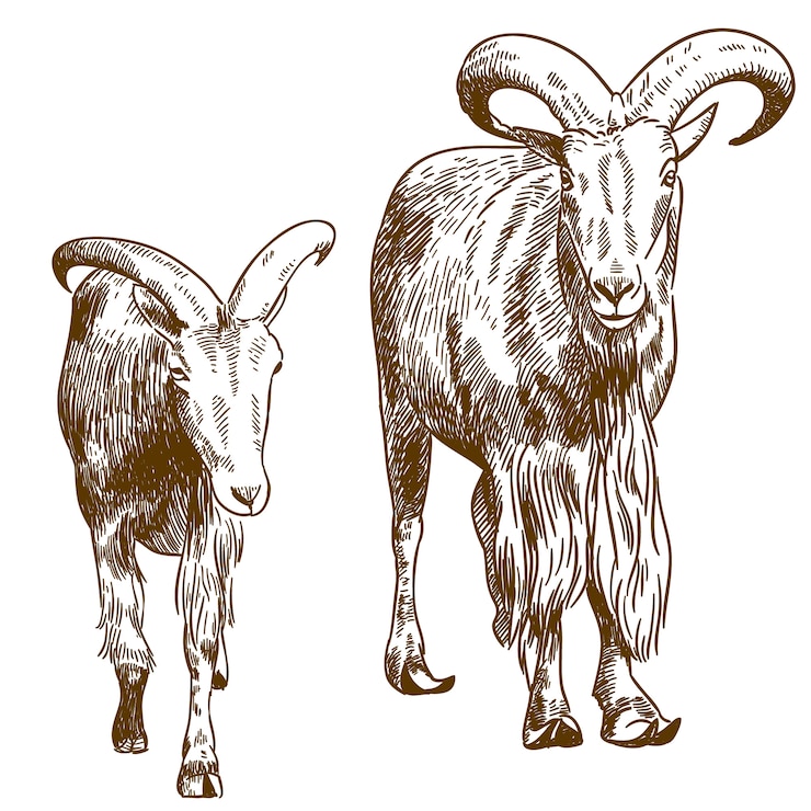 Vector grabado dibujo ilustración de dos cabras montesas