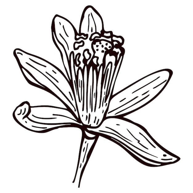 Grabado flor de limón aislado sobre fondo blanco flores dibujadas a mano limón o lima
