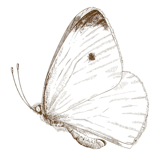 Vector grabado ilustración de col pequeña mariposa blanca