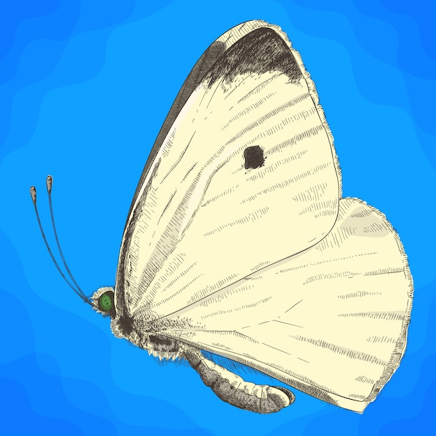 Grabado ilustración de col pequeña mariposa blanca