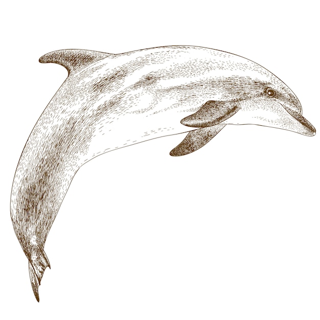 Grabado de la ilustración de delfines