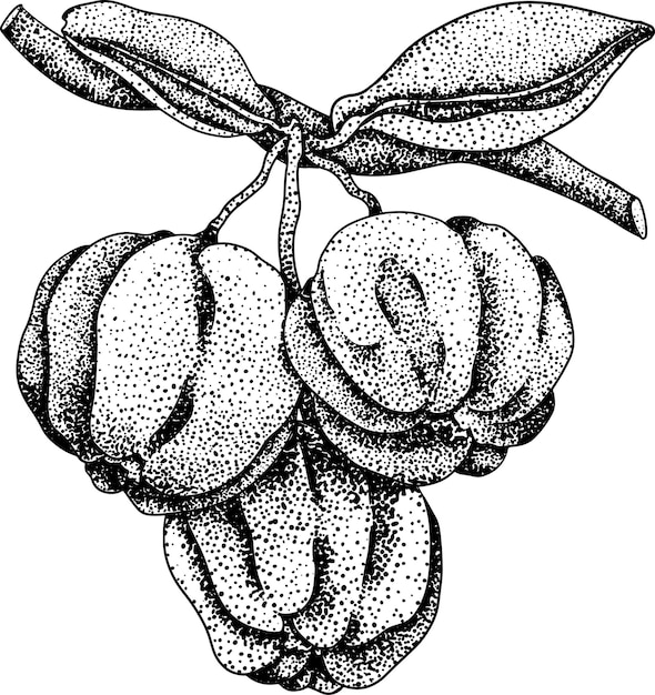 Vector grabado a mano de la baya de acerola roja de las cerezas de barbados malpighia emarginata ilustración