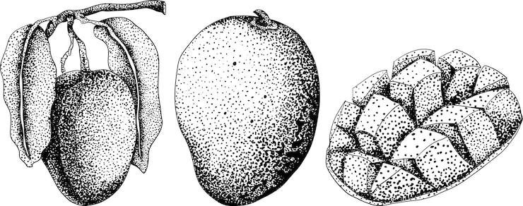 Vector grabado a mano de mango ilustración vectorial de frutas tropicales dibujo botánico vintage