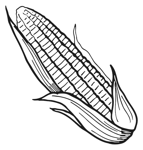 Grabado de mazorca de maíz Icono de planta de granja de maíz dibujado a mano