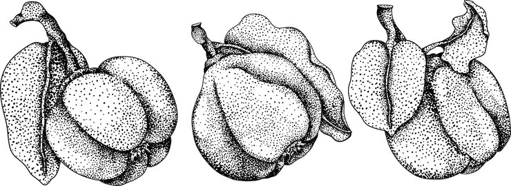 Vector grabado vectorial frutas de manzana de quince cortadas enteras y a mitad cosecha de jardín de granja tropical frutas exóticas