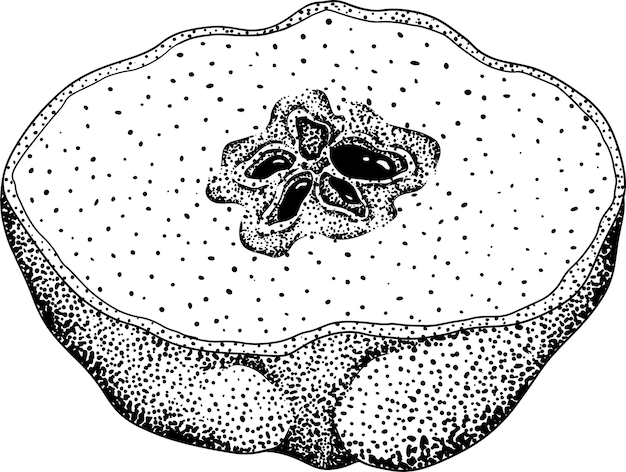 Grabado vectorial Frutas de manzana de quince cortadas enteras y a mitad Cosecha de jardín de granja tropical Frutas exóticas