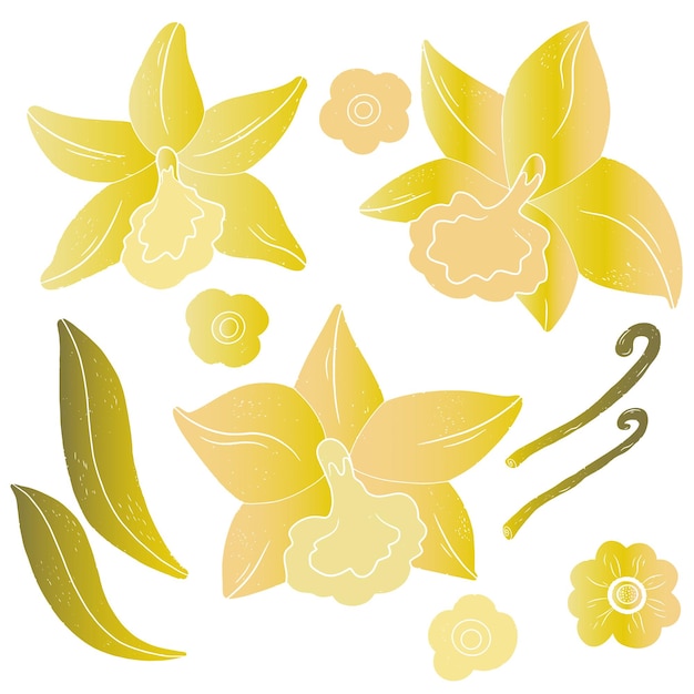Gradiente Flores y hojas de orquídeas de vainilla Conjunto exótico tropical Elementos vectoriales de textura