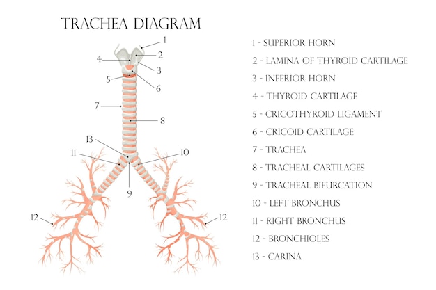 Gráfico biológico educativo médico vectorial para diagrama de tráquea Ilustración de anatomía aislado fondo blanco