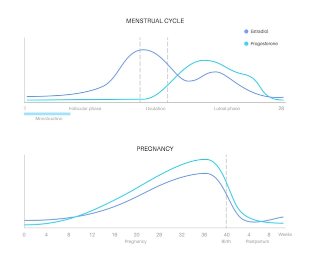 Gráfico del ciclo menstrual y del embarazo Hormonas en el cuerpo femenino Valor de estradiol y progesterona en el cuerpo de la mujer en la fase folicular ovulación y vector de nivel máximo y mínimo lúteo