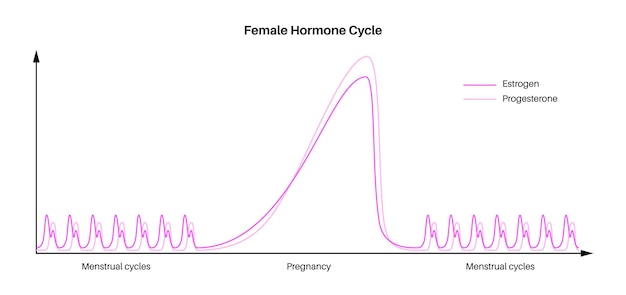 Gráfico de estilo de vida de hormonas femeninas Diagrama de estrógeno y progesterona en el cuerpo de la mujer en el período del ciclo menstrual y tiempo de embarazo nivel máximo y mínimo ilustración vectorial plana aislada médica