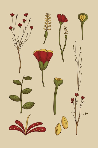 Vector gráfico de flores botánico dibujado a mano 3