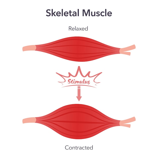 Gráfico de ilustración de vector de anatomía de relajación y contracción del músculo esquelético