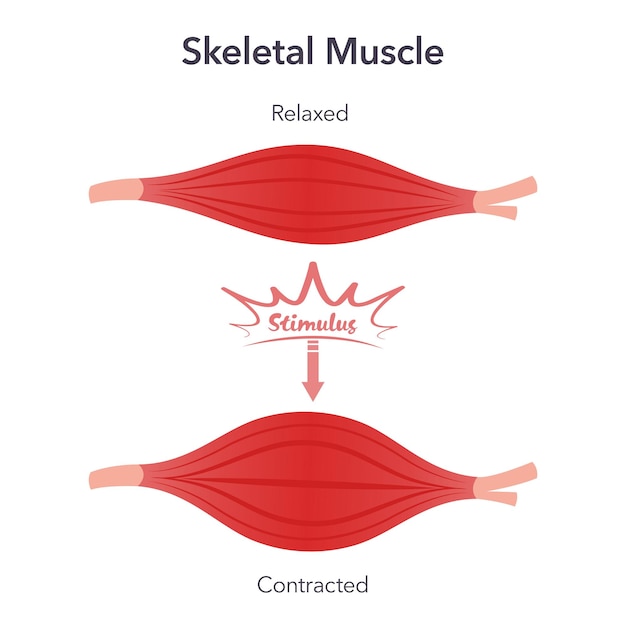 Vector gráfico de ilustración de vector de anatomía de relajación y contracción del músculo esquelético