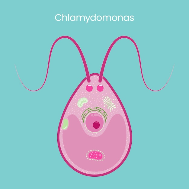 Gráfico de ilustración de vector de ciencia chlamydomonas