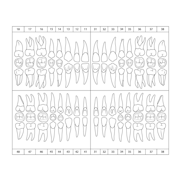 El gráfico de la ilustración vectorial de los dientes humanos