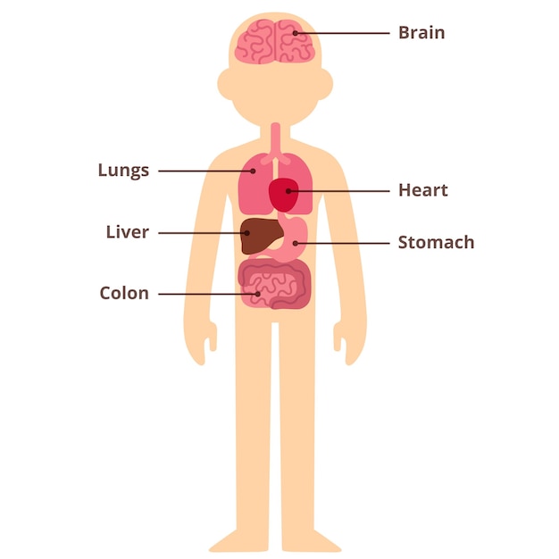 Gráfico infográfico de órganos internos humanos con leyendas de texto