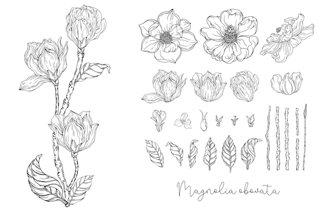 Gráficos en blanco y negro. Magnolia blanca. Ilustración vectorial. Ilustración botánica.