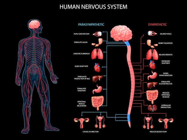 Gráficos parasimpáticos simpáticos del sistema nervioso del cuerpo humano con terminología anatómica de representación de órganos realistas