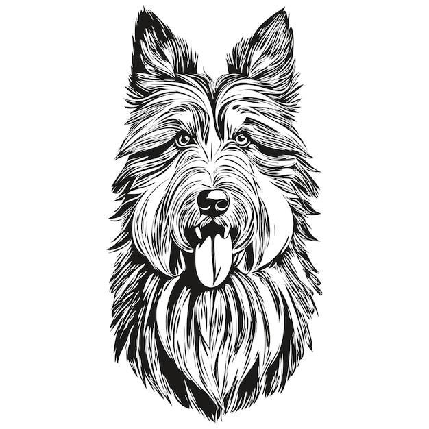 Vector gráficos de vector de perro collie barbudo dibujado a mano lápiz animal línea ilustración listo camiseta imprimir