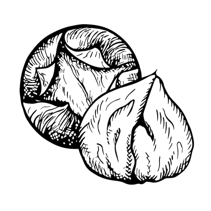 Vector gráficos vectoriales que representan las frutas de una ilustración dibujada a mano de una castaña asada pelada
