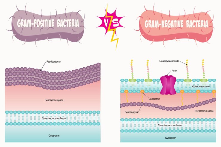 Vector grampositivos vs gramnegativos