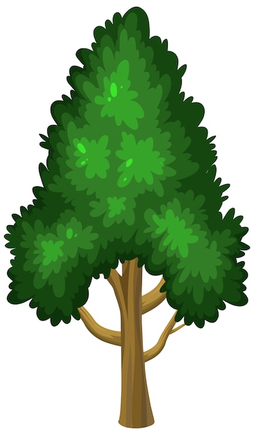 Vector un gran árbol sobre fondo blanco.