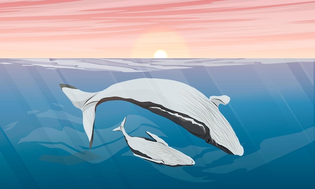 Vector una gran ballena jorobada y su cría nadan en el océano al atardecer sobre la superficie del mar