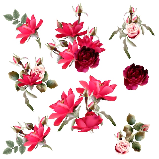 Gran colección de flores de rosas rosadas rojas vectoriales para el diseño