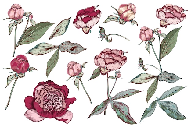 Gran colección o conjunto de flores de peonía dibujadas a mano por vectores en colores pastel de estilo botánico vintage