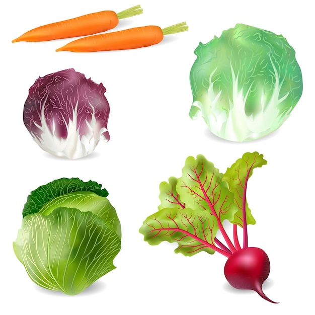 gran colección de verduras realistas en un vector de alta calidad de fondo transparente