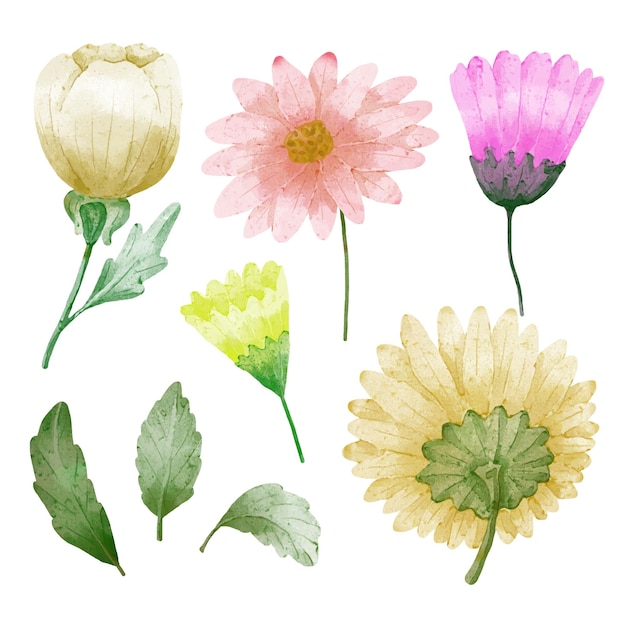 Gran conjunto botánico de flores silvestres Conjunto de piezas separadas y unidas a un hermoso ramo de flores en estilo de colores de agua en la ilustración de vector plano de fondo blanco