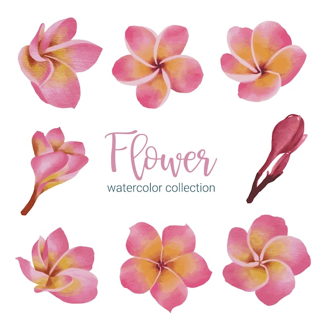 Gran conjunto botánico de flores silvestres Conjunto de piezas separadas y unidas a un hermoso ramo de flores en estilo de colores de agua en la ilustración de vector plano de fondo blanco