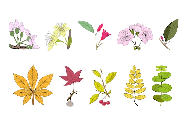 Gran conjunto botánico de flores silvestres