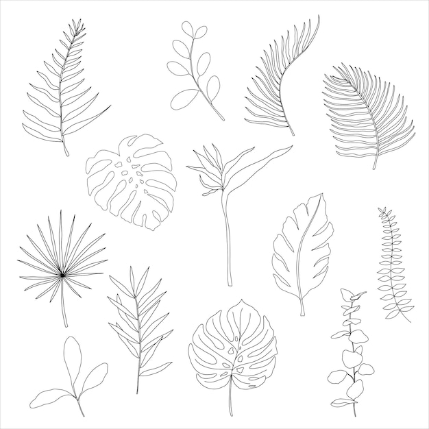 Gran conjunto de diferentes hojas tropicales de línea de contorno dibujadas a mano exóticas Vector aislado