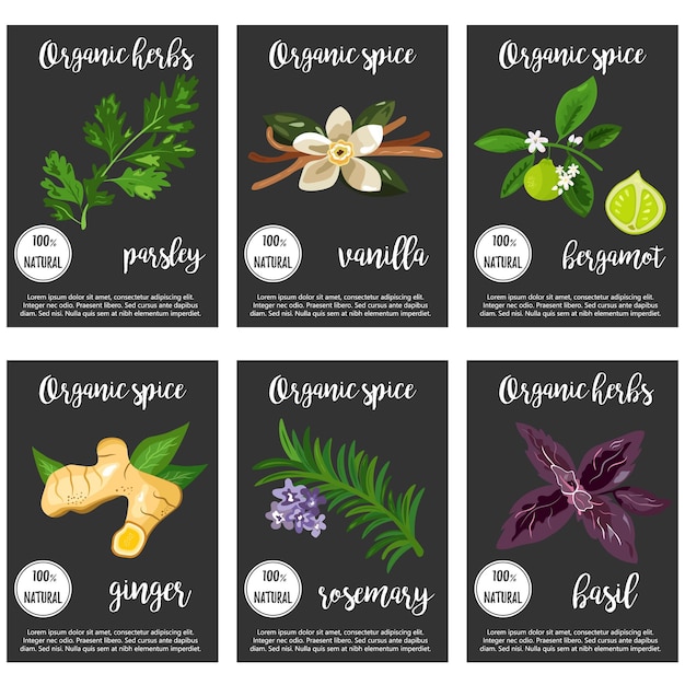 Gran conjunto de diversas especias y hierbas que se utilizan en el arte culinario Ilustración vectorial