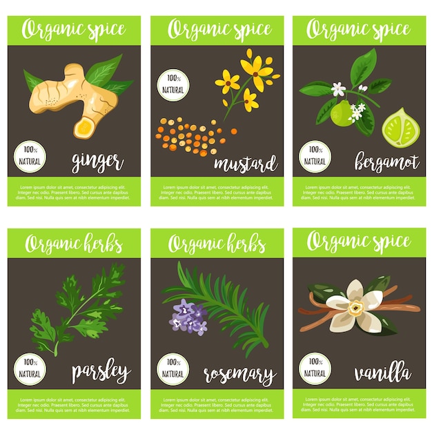 Gran conjunto de diversas especias y hierbas que se utilizan en el arte culinario Ilustración vectorial