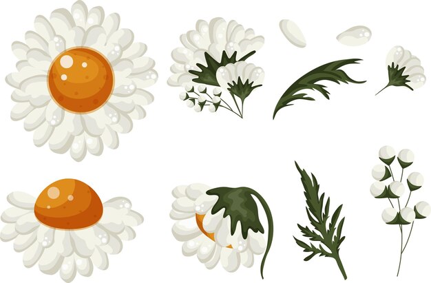 Gran conjunto de diversos brotes de margarita blanca de diferentes formas y estados de apertura de los brotes