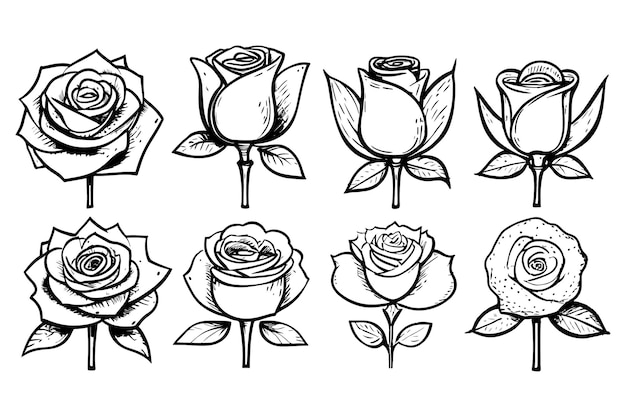 Gran conjunto de flores de rosa, brotes, hojas y tallos en estilo de grabado, conjunto de rosas realistas dibujadas a mano