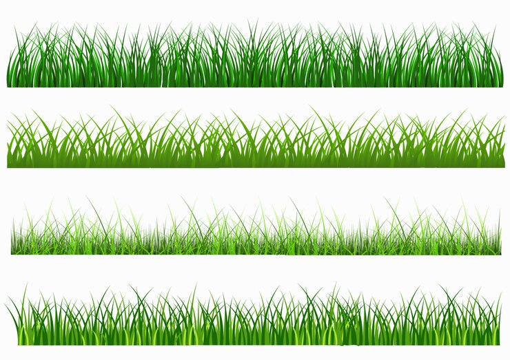 Vector gran conjunto de hierba verde fresca en longitudes y densidades para su uso como elementos de diseño aislados sobre fondo blanco.
