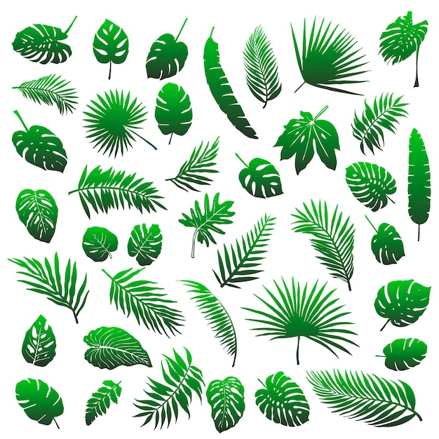 Vector un gran conjunto de hojas de palma y otras hojas tropicales.