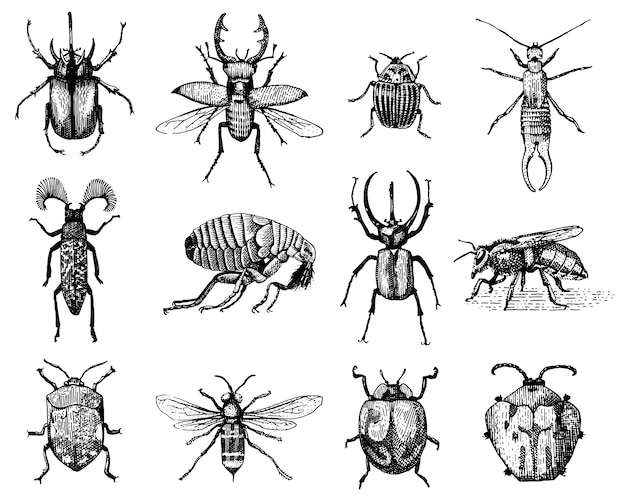 Gran conjunto de insectos insectos escarabajos y abejas muchas especies en estilo antiguo vintage dibujado a mano grabado ilustración grabado en madera
