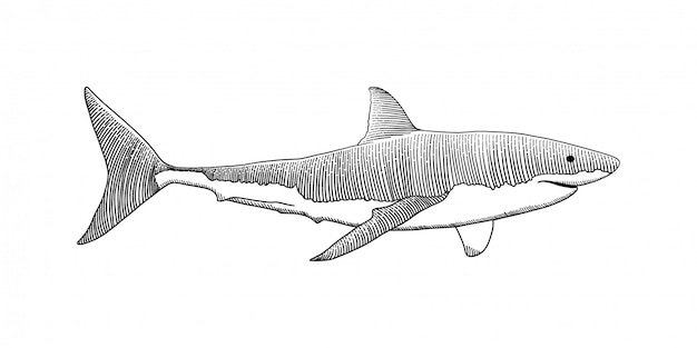 Gran mano de tiburón blanco dibujo vintage grabado ilustración | Vector  Premium