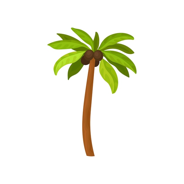 Gran palmera con frutos de coco y hojas verdes brillantes Elemento de paisaje para juego móvil Planta tropical Icono de estilo de dibujos animados Ilustración de vector plano colorido aislado sobre fondo blanco